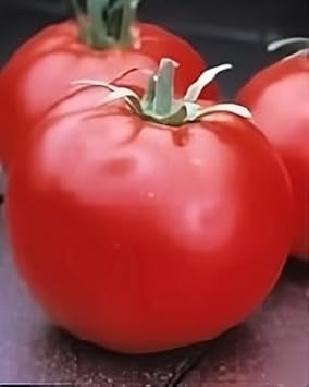 Tomato Celebrity Hybrid Great Garden Vegetable by Seed Kingdom (10 Seeds)